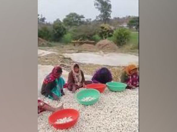 Farmers install CCTV cameras in fields to safeguard high-invest crops from theft in Chhindwara (Photo/ANI)