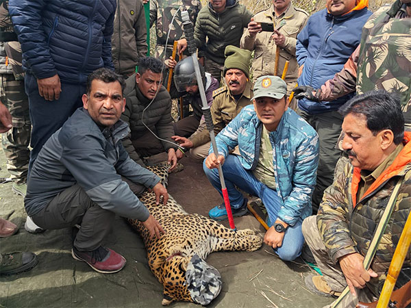 Uttarakhand Forest Department captures leopard in Dehradun’s Kimadi area