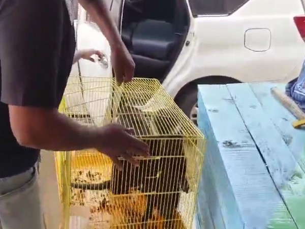 Interstate smugglers of exotic wild animals apprehended (Photo/ANI)