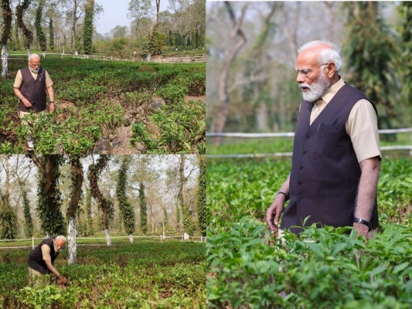 Prime Minister Narendra Modi at a tea estate in Assam (Image: X/@narendramodi)