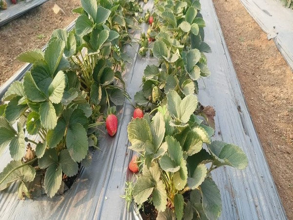 Strawberry farming in Chhattisgarh (Photo/ANI)
