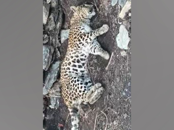 Carcass of female leopard in Shimla district (Photo/ANI)