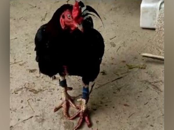 Cyberabad police team conducts raids during cockfighting betting. (Photo/ANI)