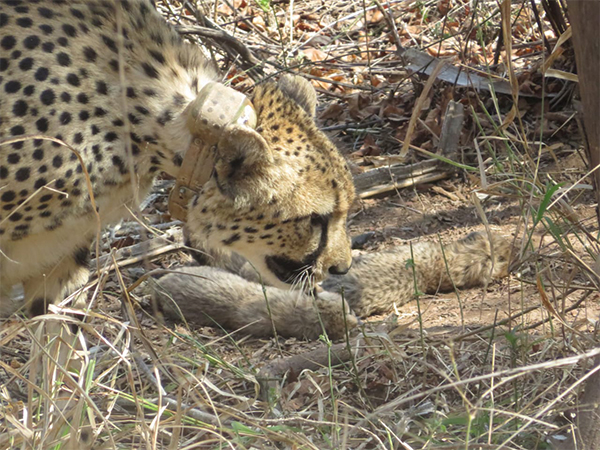 Cheetah Gamini with her cubs at Kuno National Park, Madhya Pradesh. (Photo/Bhupender Yadav's X)