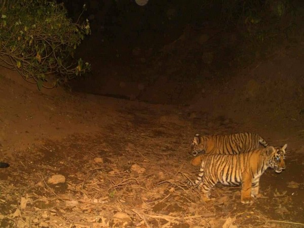Visuals from Sariska Tiger Reserve (Photo/Bhupendra Yadav's X)