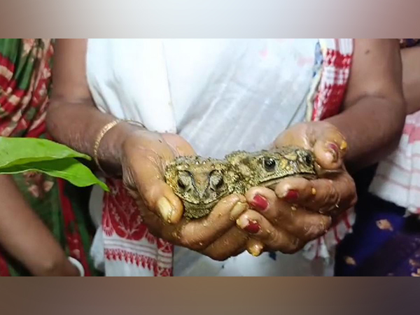 Assam villages conduct frog wedding ritual (Photo/ANI)