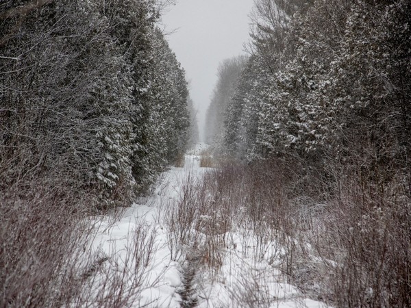 The family died of exposure after being dropped at the border during a blinding snowstorm on US-Canada border (Photo/Reuters)