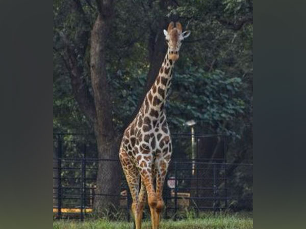 Deceased giraffe Beacon. (File Photo)