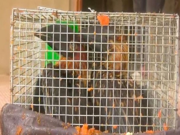 Smuggled Indonesian birds (Photo/Assam Police)