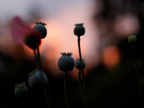 Opium poppies (Photo/Reuters)