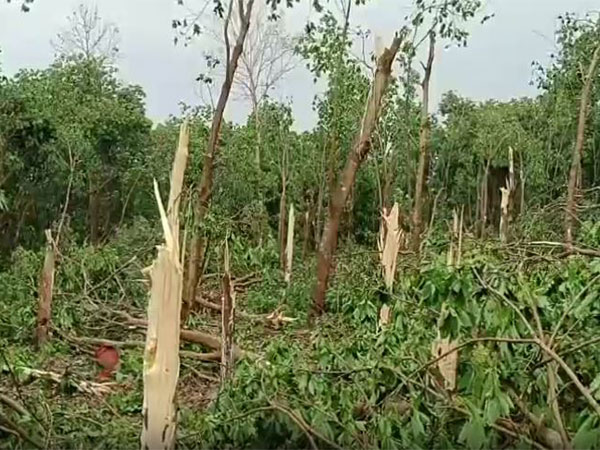 After-effect of heavy storm in Tripura. (Photo/ANI)