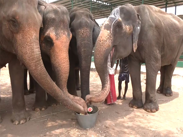 Visuals from the Elephant Rescue and Rehabilitation Centre in Tiruchirappalli (Photo/ANI)