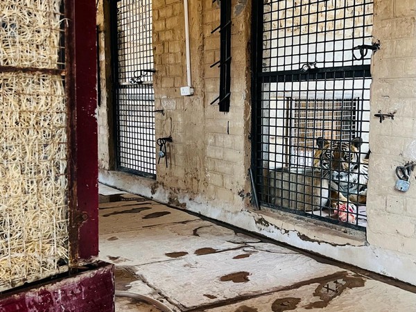Tiger resting in cooler at the park (Photo/ANI) 