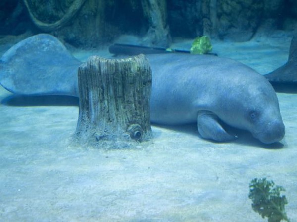 National Aquarium Abu Dhabi welcomes two African manatees. (Photo: WAM)