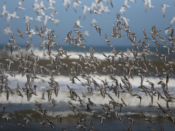 Bird Flu outbreak in Sao Jose do Norte in the State of Rio Grande do Sul (File Photo/Reuters)