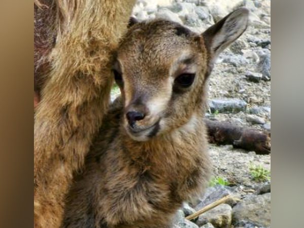 Arabian Tahr. (Photo: WAM)