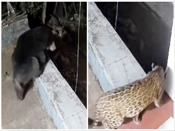 Bear and a leopard spotted in residential area of Nilgiris (Image/ANI)