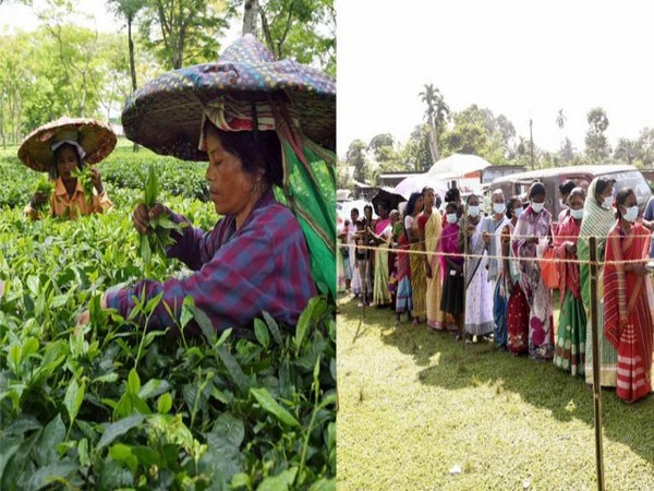 Assam's tea garden community voters to play decisive role in Lok Sabha elections. (Photos/ANI)