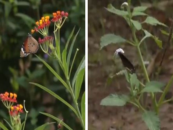 Tropical Butterfly Conservatory in Tamil Nadu (Photo/ANI)