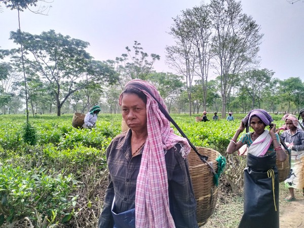 Tea garden workers at Biswanath in Assam. (Photo/ANI)