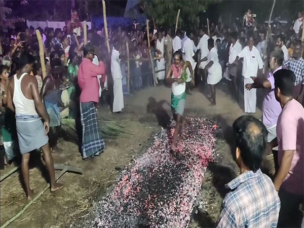 Devotees in large numbers take part in Theemithi festival at Mela Mariamman temple (Photo/ANI)