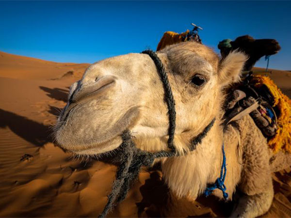 An Arabian Camel. (Photo: Pexels.com)
