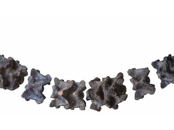 Fossil remains of 47 million years old snake discovered in Gujarat by ...