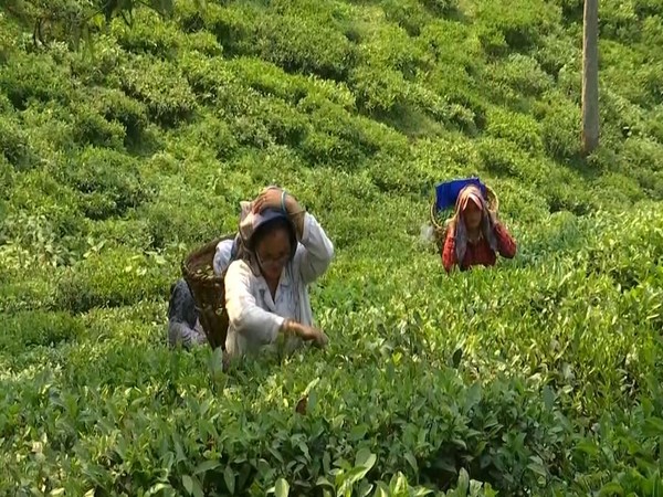 Visual from the tea plantation in Darjeeling (Photo/ANI)