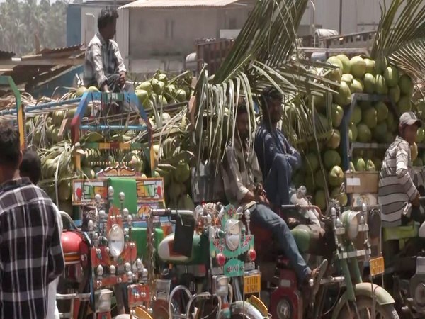 Coconut market in Junagadh (Photo/ANI)