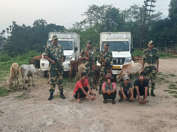 BSF Meghalaya apprehends 4 for smuggling cattle, sugar (Photo/ANI)