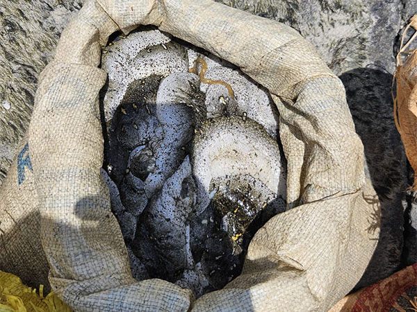 Recovered Sea Cucumbers (Photo: Indian Coast Guard)