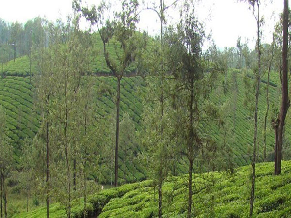 Tea Gadens Nilgiris (Pic credit:  Tamil Nadu govt) 