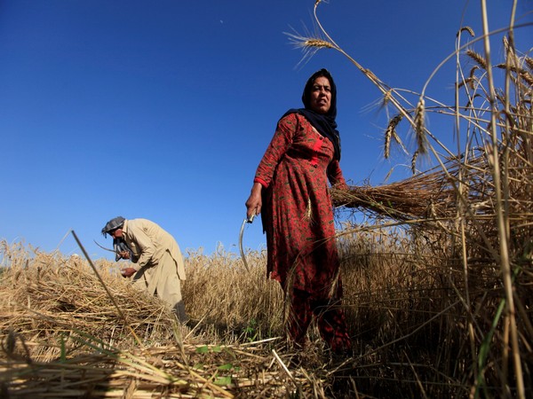 Farmers harvest wheat at a field on the outskirts of Islamabad (Photo/Reuters)