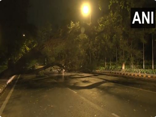 Road side tree fell onto the road in Delhi due to gusty winds (Photo/ANI)
