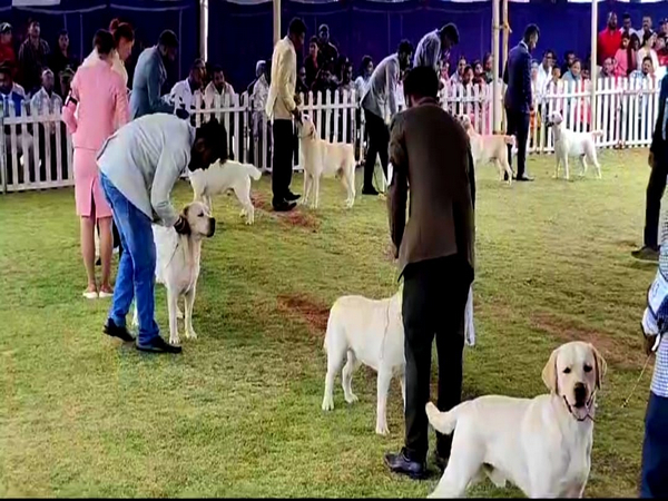 All Breeds Championship Dog Show in Nilgiris (Image/ANI)