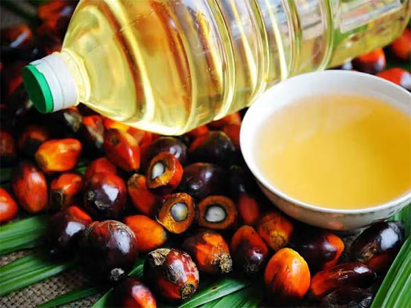 Palm oil scores high on ICMR-NIN’s 2024 Updated Dietary Guidelines for Indians