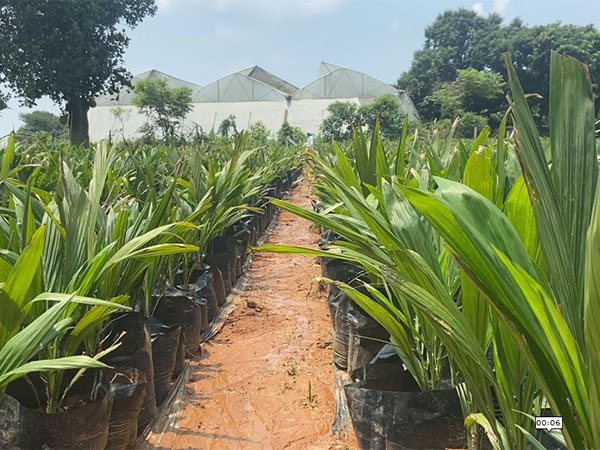 Palm nursery at Jumerdhepa in Tripura's Sepahijala district (Photo/ANI)