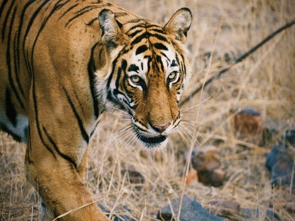 Tigress Shakti (Photo credits: X/@SGinIndia)