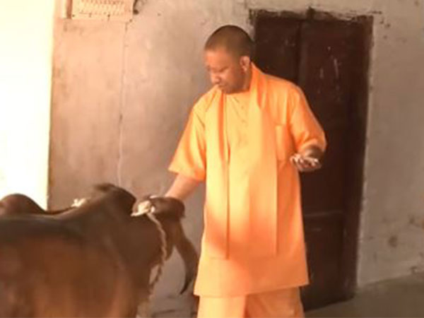 CM Yogi Adityanath visited the cowshed at Devipatan Shaktipeeth (Photo/ANI)