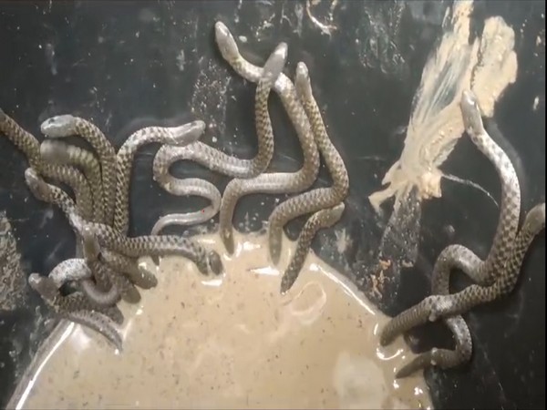 Snakes recovered from House (Photo/ ANI)