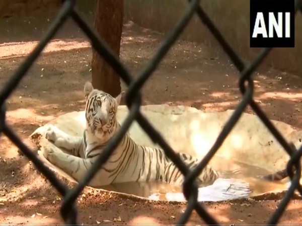 Visual from Raipur's Jungle Safari (Photpo/ANI)