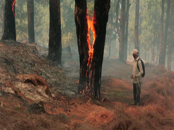 Forest fire erupts at Gangera Hil in J-K's Udhampur (Photo/ANI)