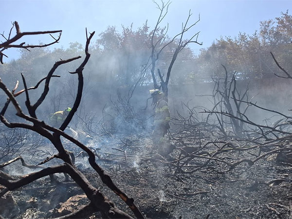 Israeli firefighters battle a forest fire in Jerusalem's Valley of the Cross (Photo/TPS)