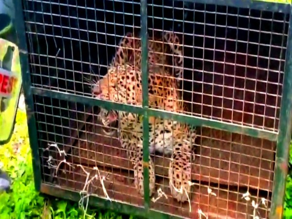 Leopard caught by the Mudumalai Tiger Reserve forest department. (Photo/ANI)