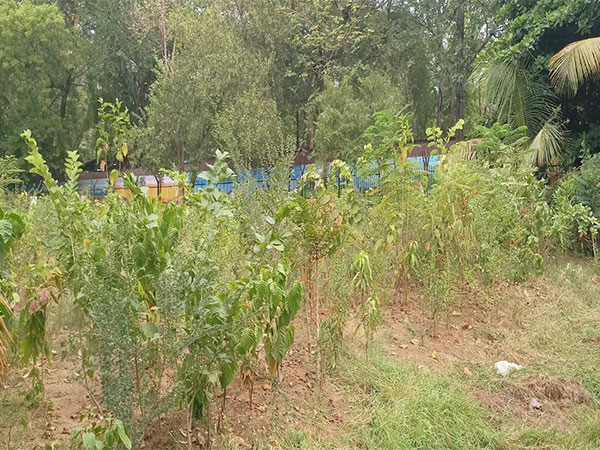 Saplings planted by 'Miyawaki' method (Photo/ANI)