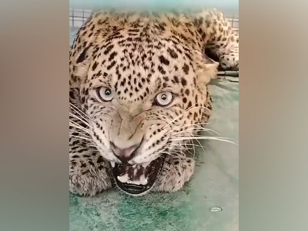 The rescued leopard (Photo/ANI)