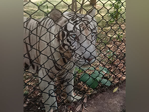 White tiger at Nandanvan Jungle Safari. (Photo/ANI)