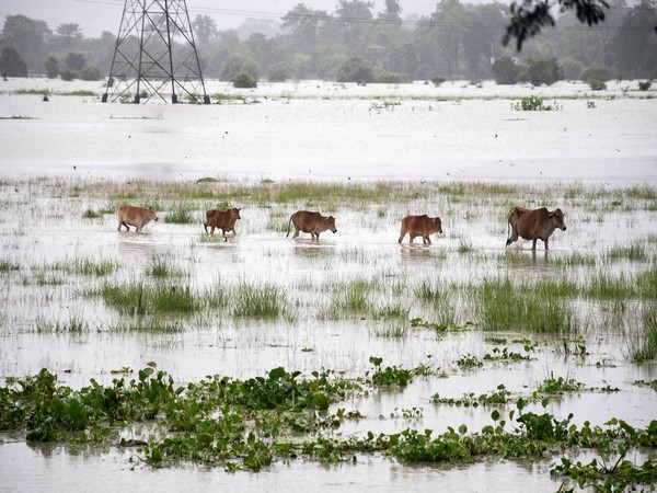 Visual from Assam. (Photo/ANI) 