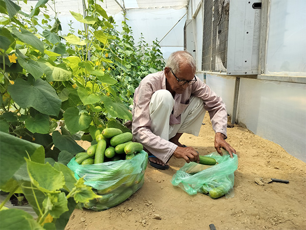 J-K farmer, Hans Raj Sharma using polyhouse farmingto increase crop production. (Photo/ANI)