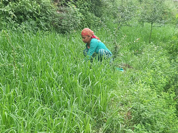 Farmers in Shimla's Kupvi cultivate millets under MGNREGA (Photo/ANI)